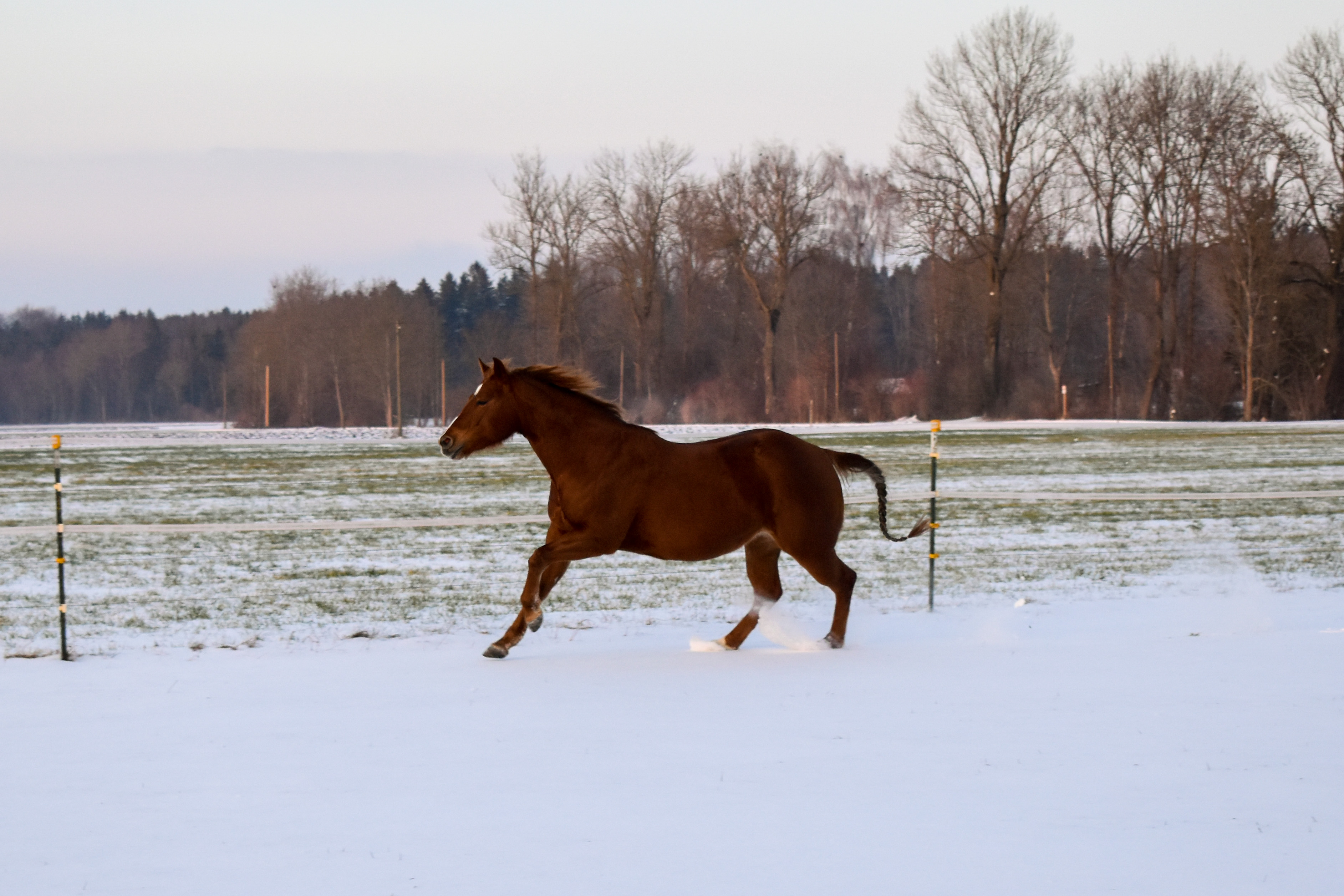 Reiter